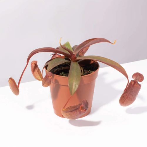 planta-carnivora-nepenthes-rebbeca-soper-vivero-online-0