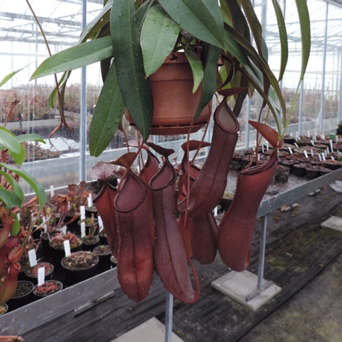planta-carnivora-nepenthes-rebbeca-soper-vivero-online-1