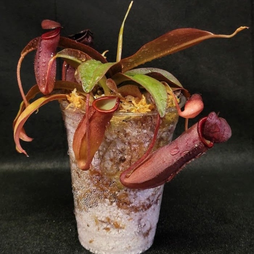 planta-carnivora-nepenthes-rebbeca-soper-vivero-online-2