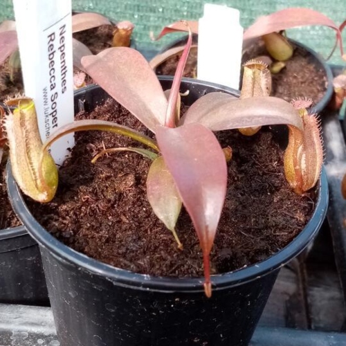 planta-carnivora-nepenthes-rebbeca-soper-vivero-online-3