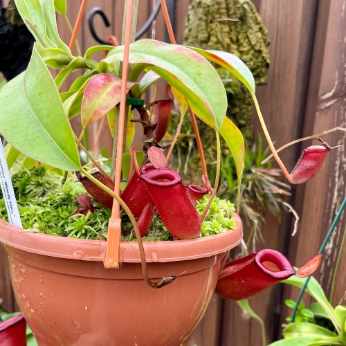 planta-carnivora-nepenthes-bloody-mary-vivero-online-0