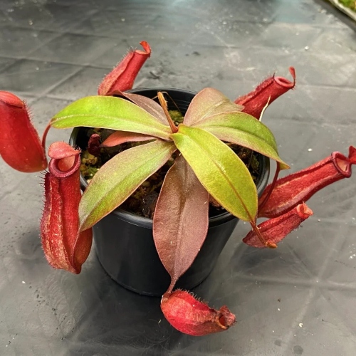 planta-carnivora-nepenthes-bloody-mary-vivero-online-1