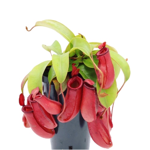 planta-carnivora-nepenthes-bloody-mary-vivero-online-2