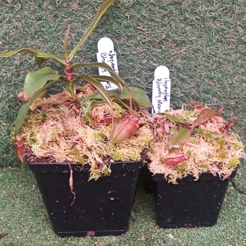 planta-carnivora-nepenthes-bloody-mary-vivero-online-3