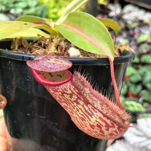 planta-carnivora-nepenthes-miranda-vivero-online-0