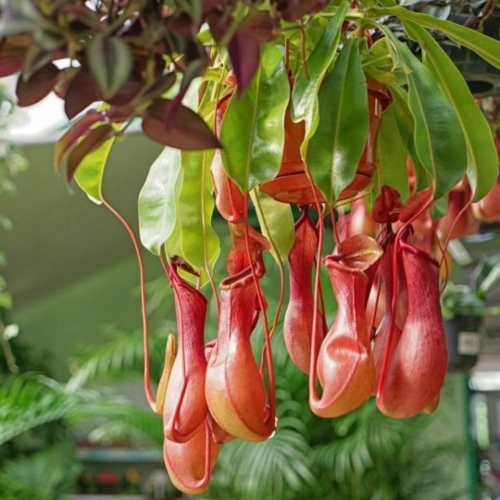 planta-carnivora-nepenthes-miranda-vivero-online-1