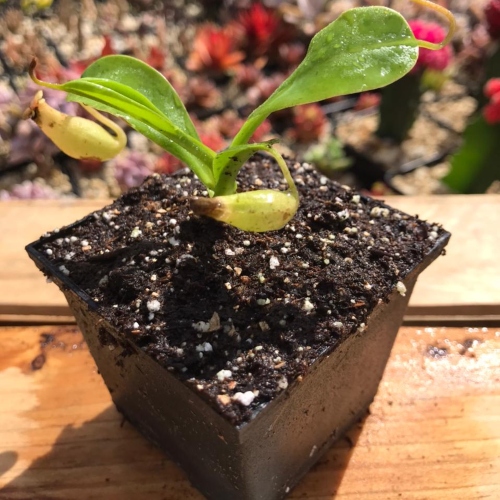 planta-carnivora-nepenthes-miranda-vivero-online-2