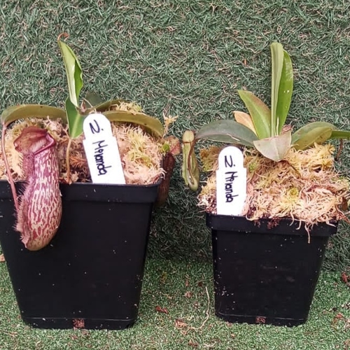 planta-carnivora-nepenthes-miranda-vivero-online-3