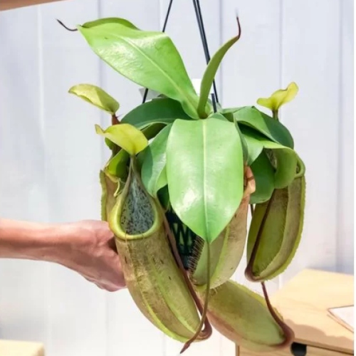 planta-carnivora-nepenthes-louisa-green-vivero-online-0