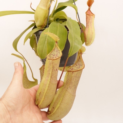 planta-carnivora-nepenthes-louisa-green-vivero-online-1
