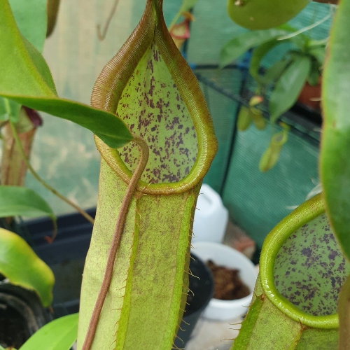 planta-carnivora-nepenthes-louisa-green-vivero-online-2
