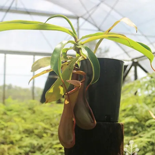 planta-carnivora-nepenthes-louisa-green-vivero-online-3