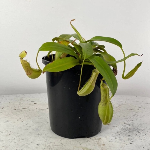 planta-carnivora-nepenthes-louisa-green-vivero-online-4