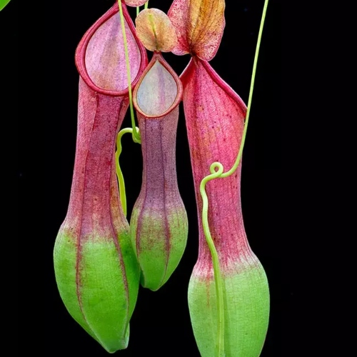 planta-carnivora-nephentes-alata-vivero-online-0