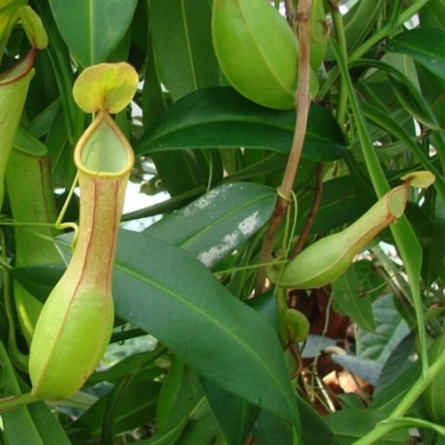 planta-carnivora-nephentes-alata-vivero-online-1