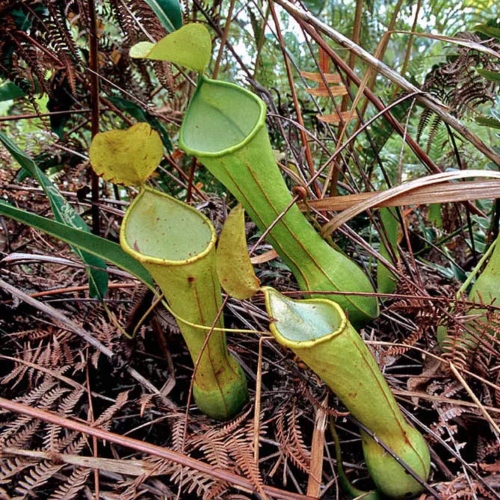planta-carnivora-nephentes-alata-vivero-online-2