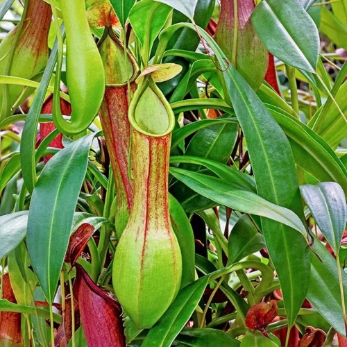 planta-carnivora-nephentes-alata-vivero-online-3