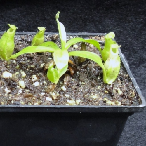 planta-carnivora-nephentes-alata-vivero-online-4