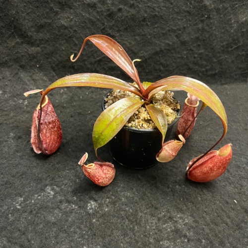 planta-carnivora-nephentes-suki-vivero-online-0