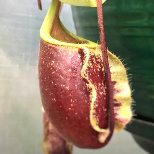 planta-carnivora-nephentes-suki-vivero-online-1