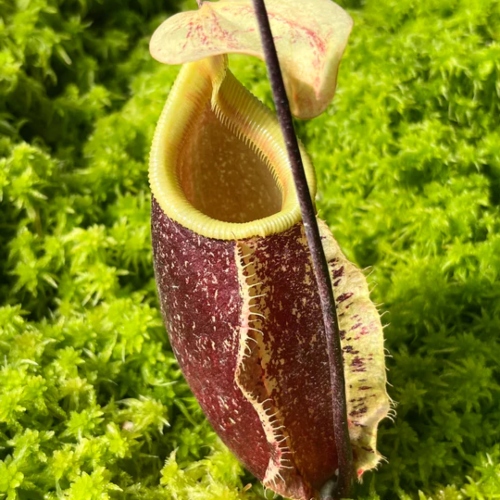 planta-carnivora-nephentes-suki-vivero-online-2