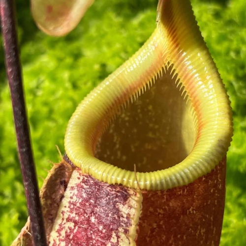 planta-carnivora-nephentes-suki-vivero-online-3