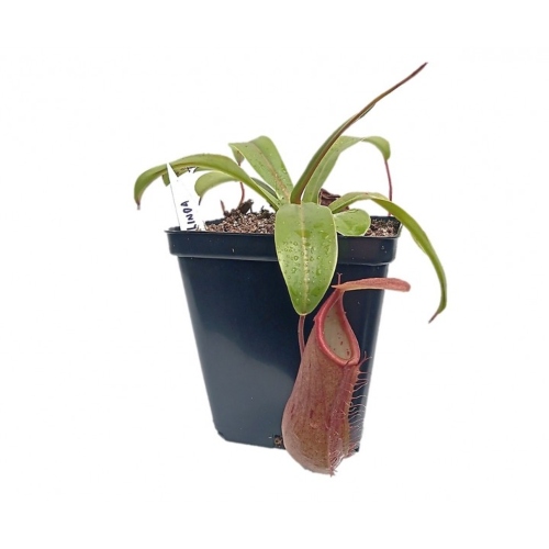 planta-carnivora-nephentes-linda-vivero-online-0