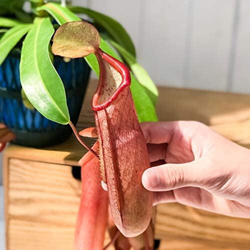 planta-carnivora-nephentes-linda-vivero-online-1
