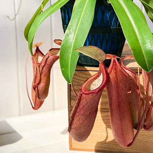 planta-carnivora-nephentes-linda-vivero-online-2