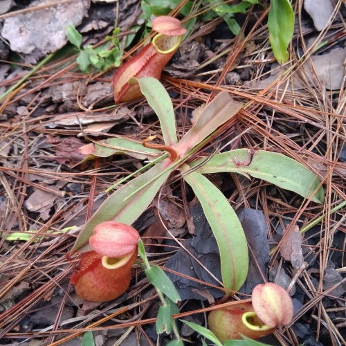 planta-carnivora-nephentes-linda-vivero-online-3