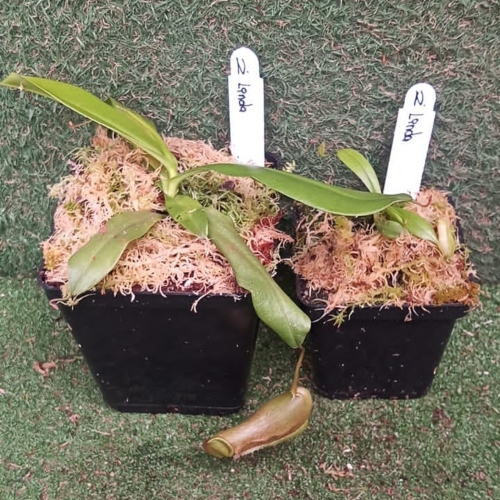 planta-carnivora-nephentes-linda-vivero-online-4