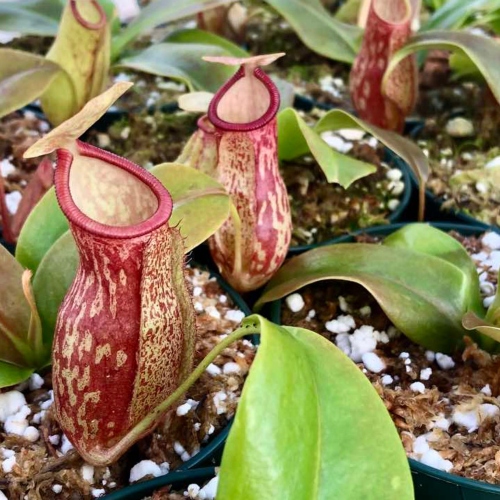 planta-carnivora-nephentes-gaya-vivero-online-0