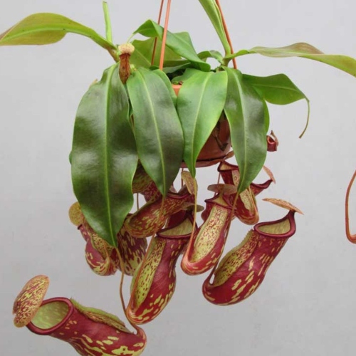 planta-carnivora-nephentes-gaya-vivero-online-1