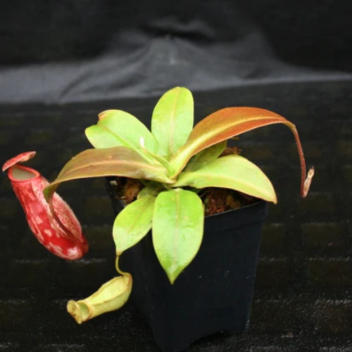 planta-carnivora-nephentes-gaya-vivero-online-2