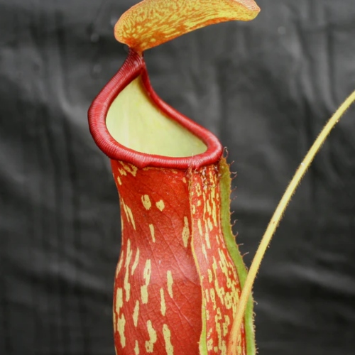 planta-carnivora-nephentes-gaya-vivero-online-3
