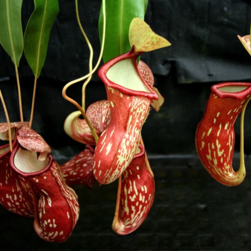 planta-carnivora-nephentes-gaya-vivero-online-4
