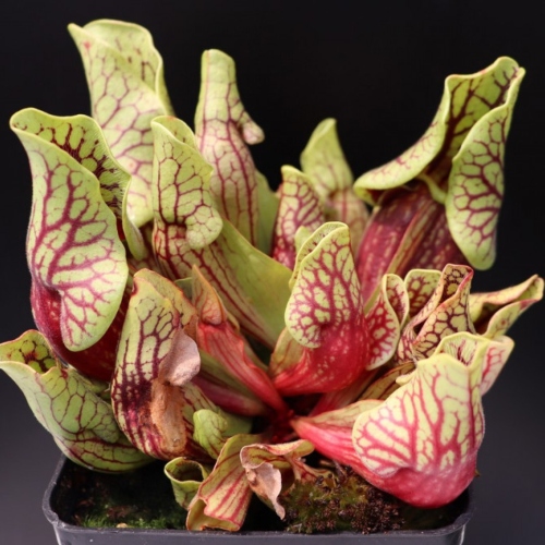 planta-carnivora-sarracenia-purpurea-venosa-vivero-online-0