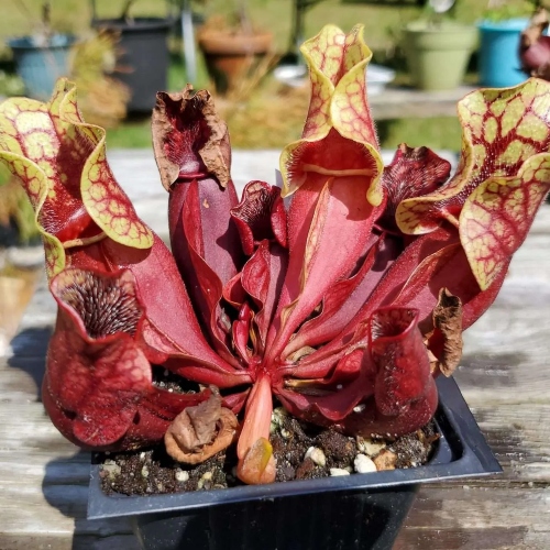 planta-carnivora-sarracenia-purpurea-venosa-vivero-online-1