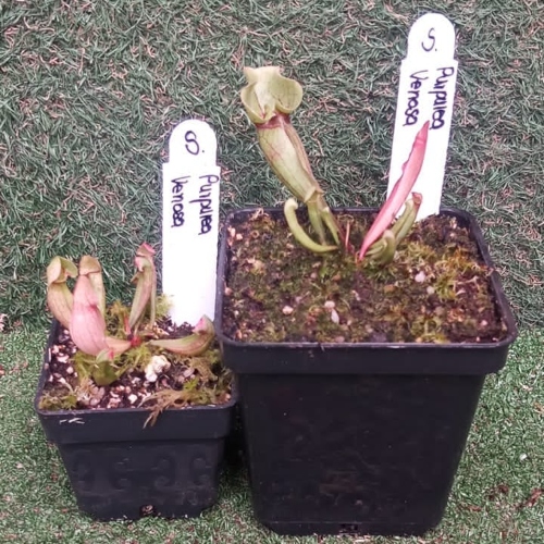 planta-carnivora-sarracenia-purpurea-venosa-vivero-online-2