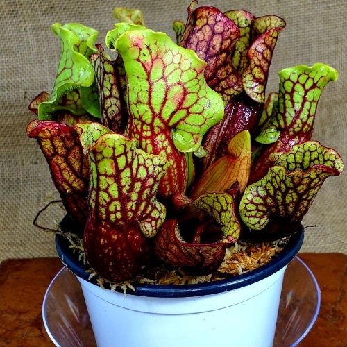 planta-carnivora-sarracenia-purpurea-venosa-vivero-online-3
