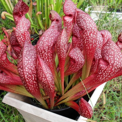 planta-carnivora-scarlet-belle-vivero-online-0
