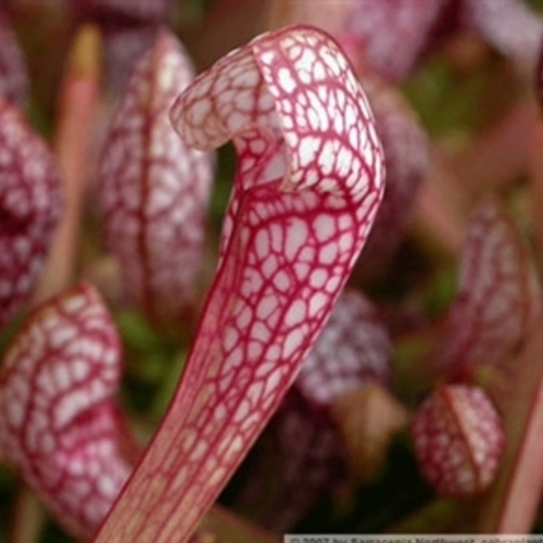 planta-carnivora-scarlet-belle-vivero-online-1