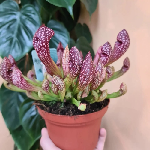 planta-carnivora-scarlet-belle-vivero-online-2