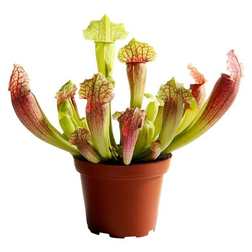 planta-carnivora-serracenia-barbapapa-vivero-online-0