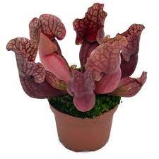 planta-carnivora-serracenia-barbapapa-vivero-online-1