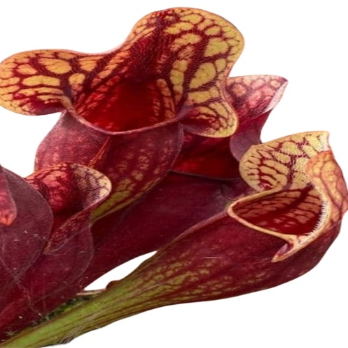 planta-carnivora-serracenia-barbapapa-vivero-online-2