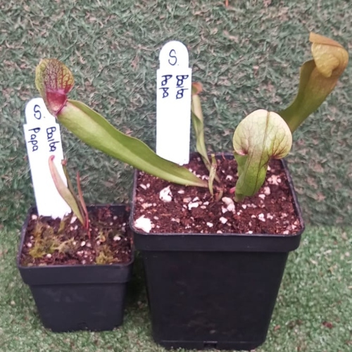 planta-carnivora-serracenia-barbapapa-vivero-online-3