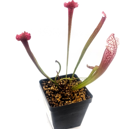 planta-carnivora-sarracenia-x-juthatip-soper-vivero-online-0