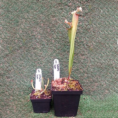 planta-carnivora-sarracenia-x-juthatip-soper-vivero-online-1