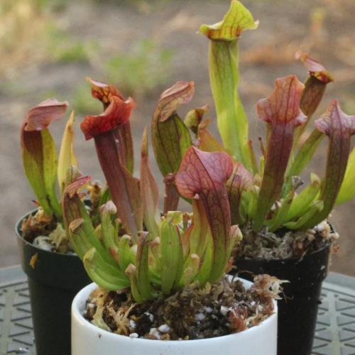 planta-carnivora-sarracenia-x-juthatip-soper-vivero-online-2